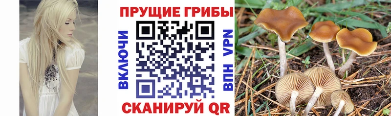 Галлюциногенные грибы мицелий shop клад Горнозаводск ОМГ ОМГ онион